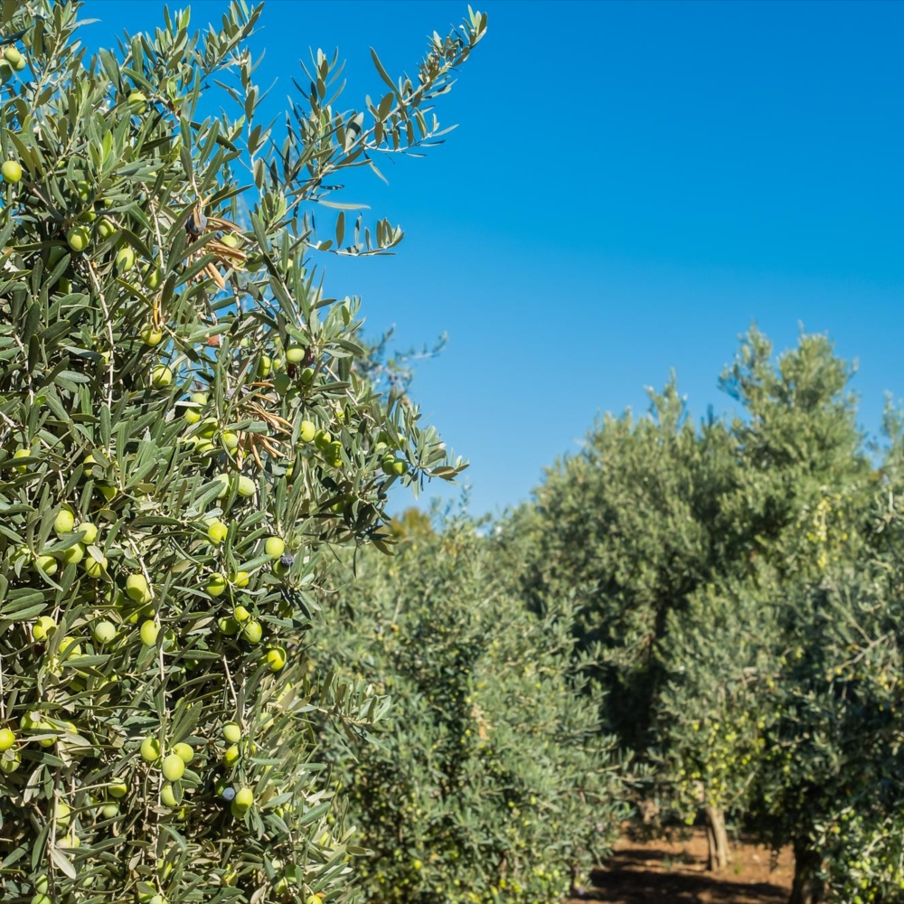 Is the color of an olive oil somehow related to its quality or pureness?