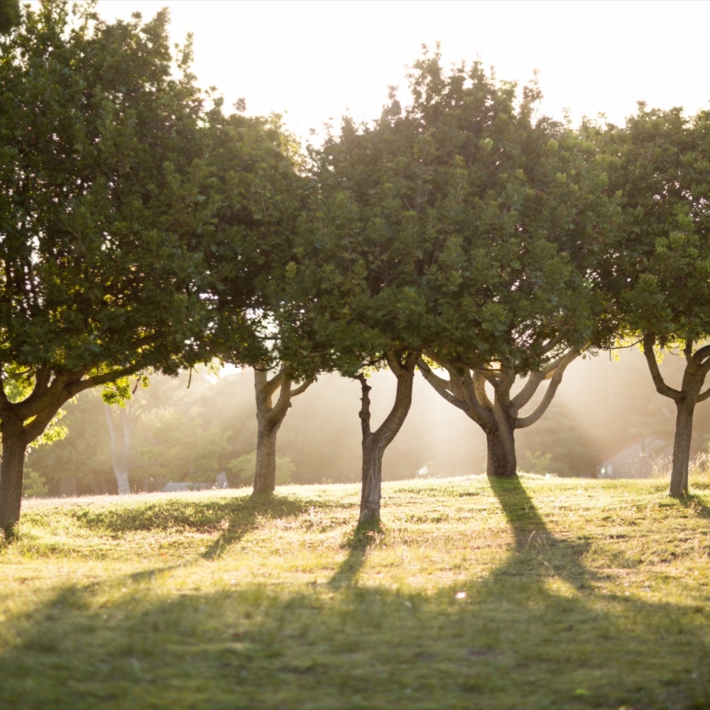 What is the acidity of an olive oil and what can it tell for the quality of our olive oil?