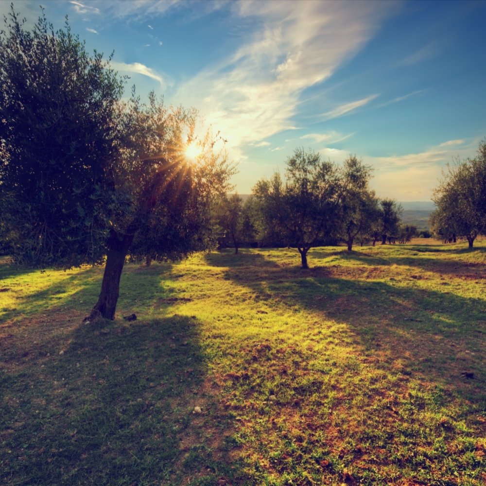 How should I store my olive oil?